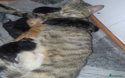 British Shorthair cats for sale: Kittens for sale! - Image 6