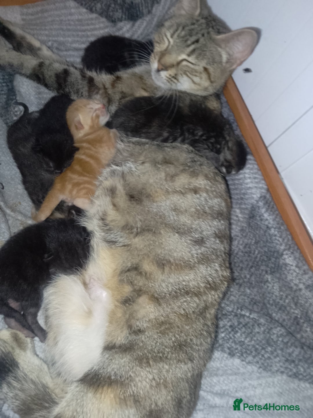 British Shorthair cats for sale: Kittens for sale! - Image 6