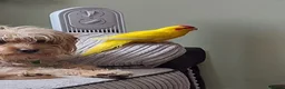 Parakeets birds for sale: Kakariki for sale (with cage) - Advert 3