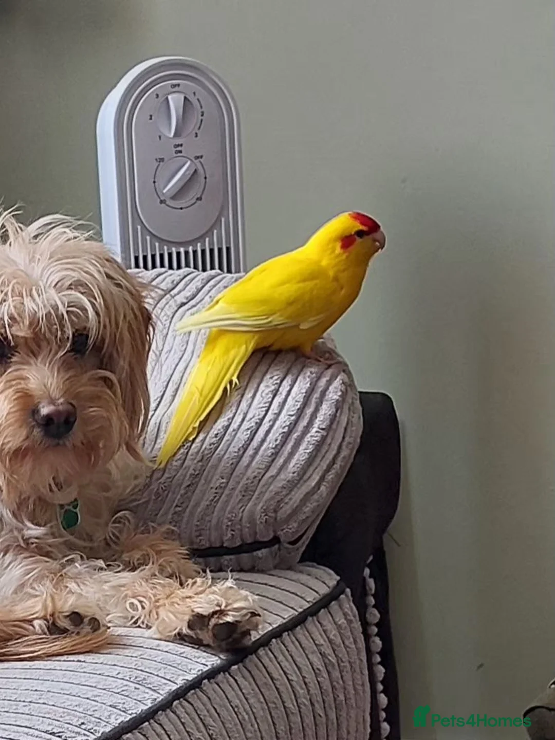 Parakeets birds for sale: Kakariki for sale (with cage) - Advert 3