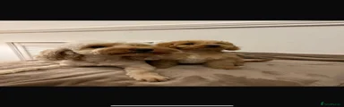 Cockapoo 2