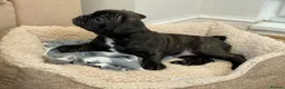 French Bulldog dogs for sale: The Cutest French Bulldog - Advert 2