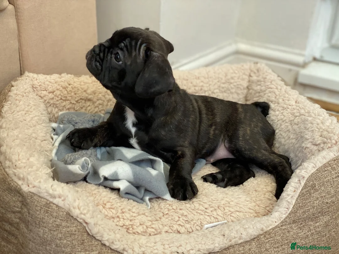 French Bulldog dogs for sale: The Cutest French Bulldog - Advert 2