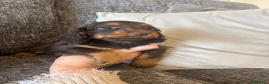 Cocker Spaniel 4