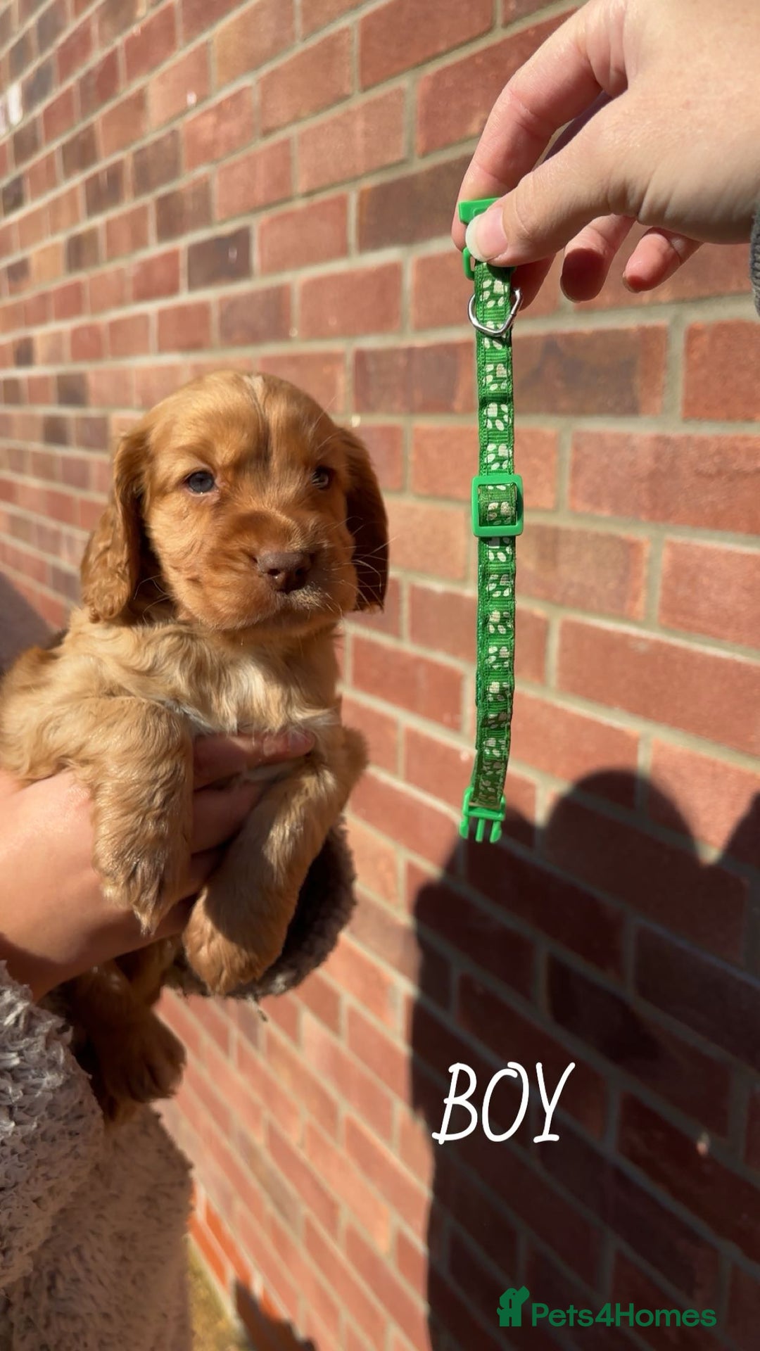 Cocker Spaniel dogs for sale: Cocker Spaniel puppies - Image 2