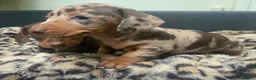 Miniature Dachshund dogs for sale: Funny happy miniature dachshund puppies - Advert 34