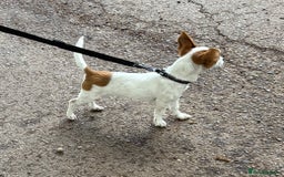 Chihuahua dogs for sale: Chihuahua - Image 3