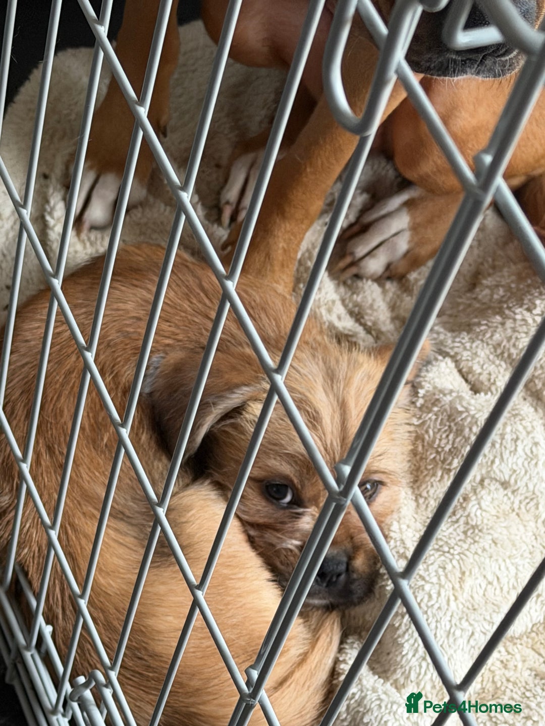 Mixed Breed dogs for sale: Mixed breed / Shih Tzu pup - Advert 2