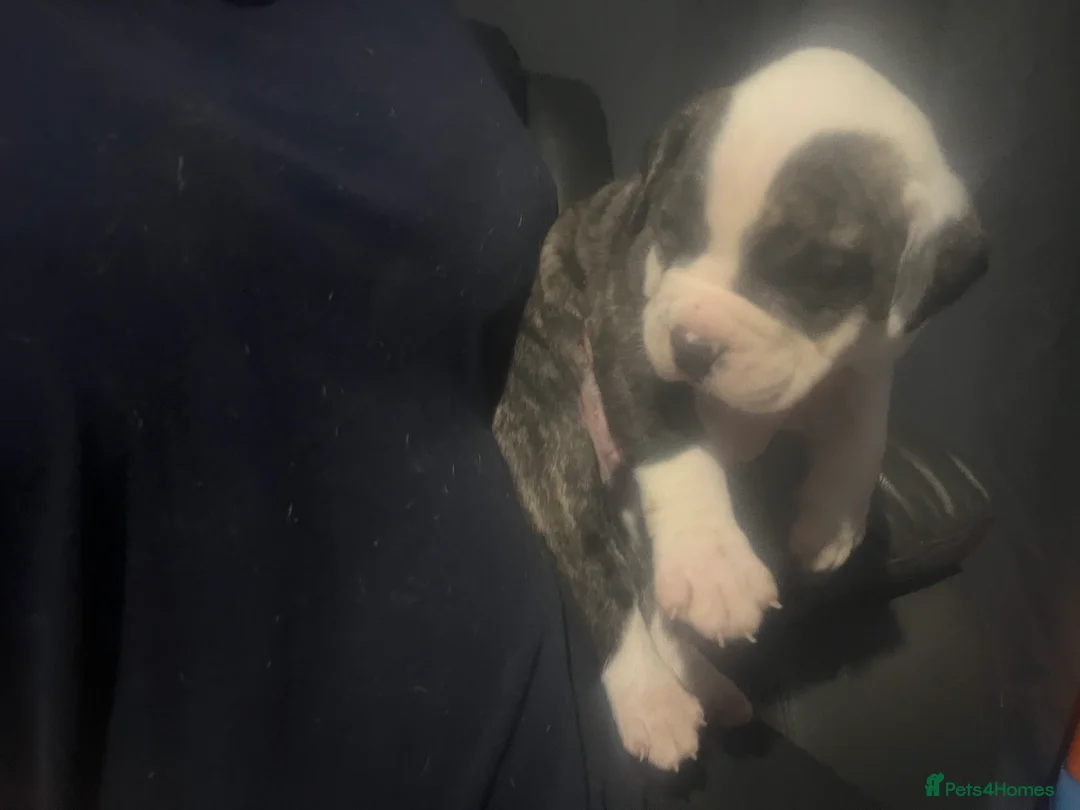 American Bulldog dogs for sale: American bulldog puppies  - Advert 8