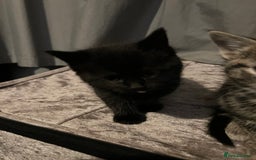 Domestic Shorthair cats for sale: Kittens - Image 9