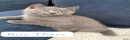 British Shorthair cats for sale: BSH kittens from champion bloodline 🏆😺 - Advert 4