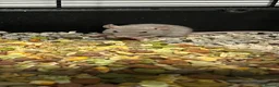 Rat rodents for sale: Baby rats  - Advert 2