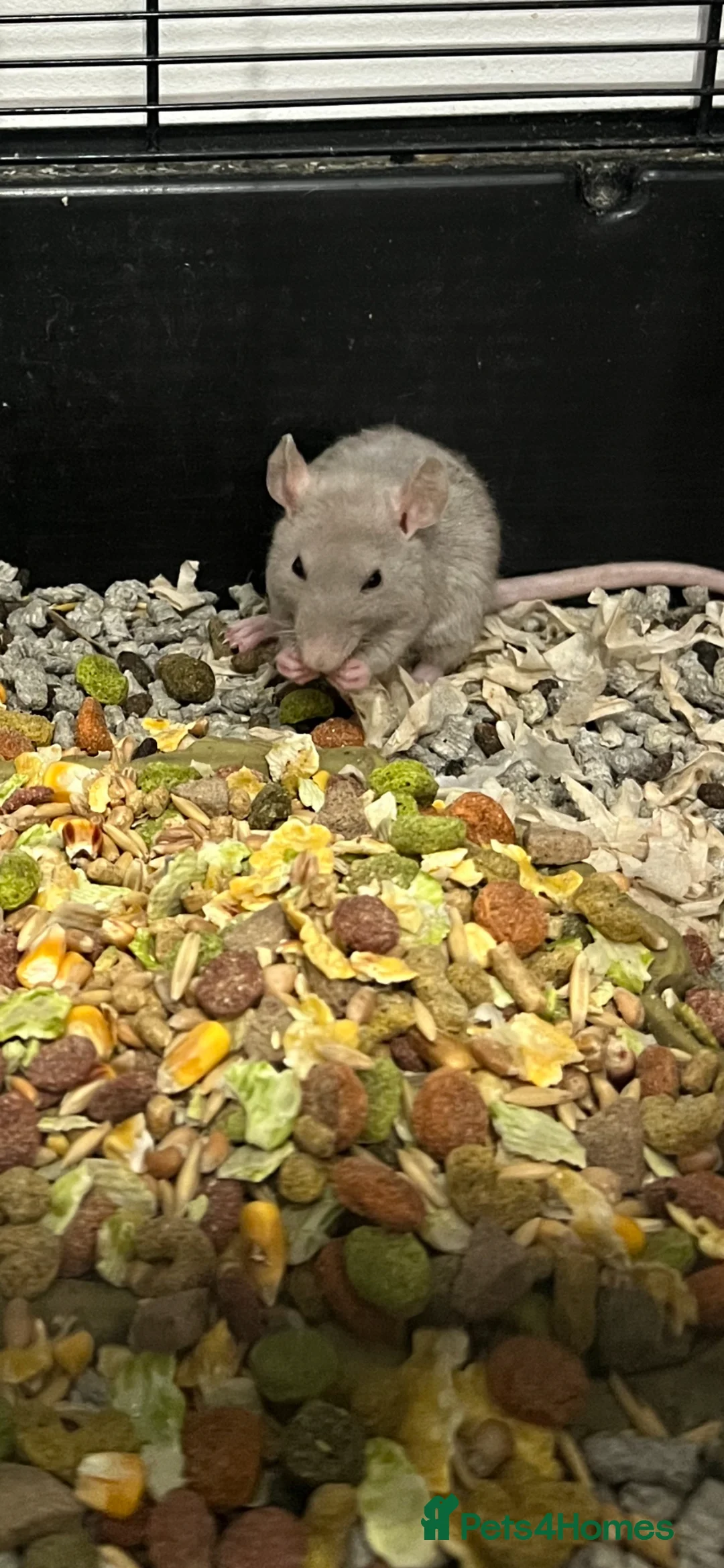 Rat rodents for sale: Baby rats  - Advert 2