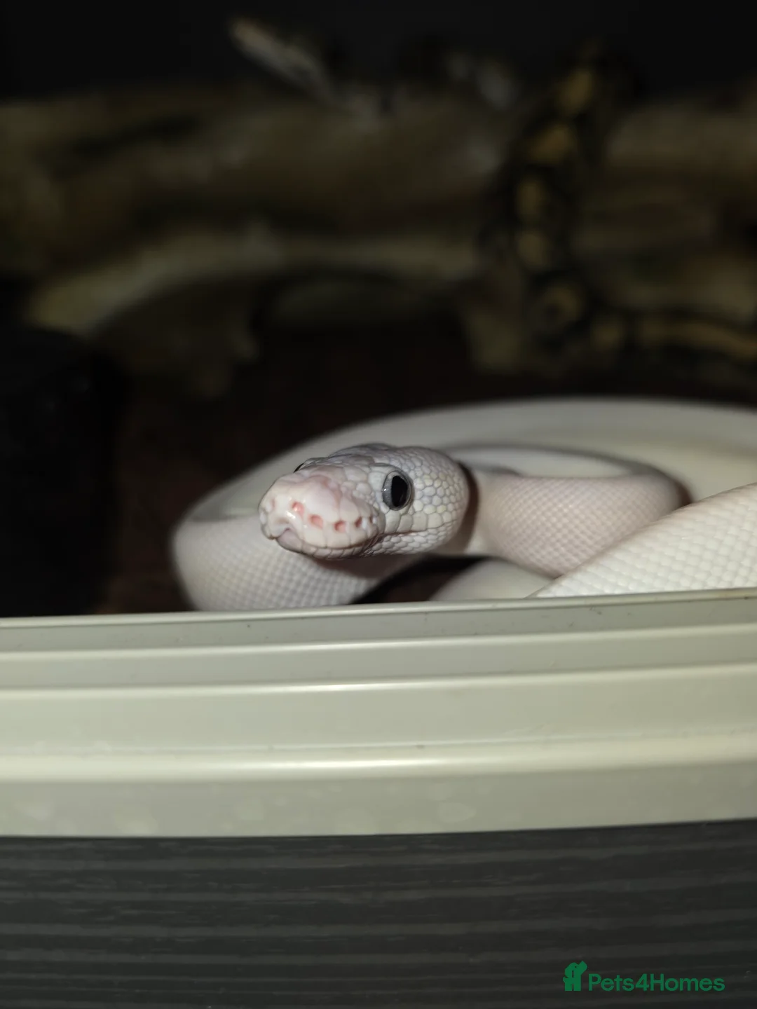 Python Snake reptiles for sale: Blue eyed Leucistic Juvenile  - Advert 3