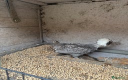 Chickens poultry for sale: Polish chicks Unsexed chicken bantam - Image 5