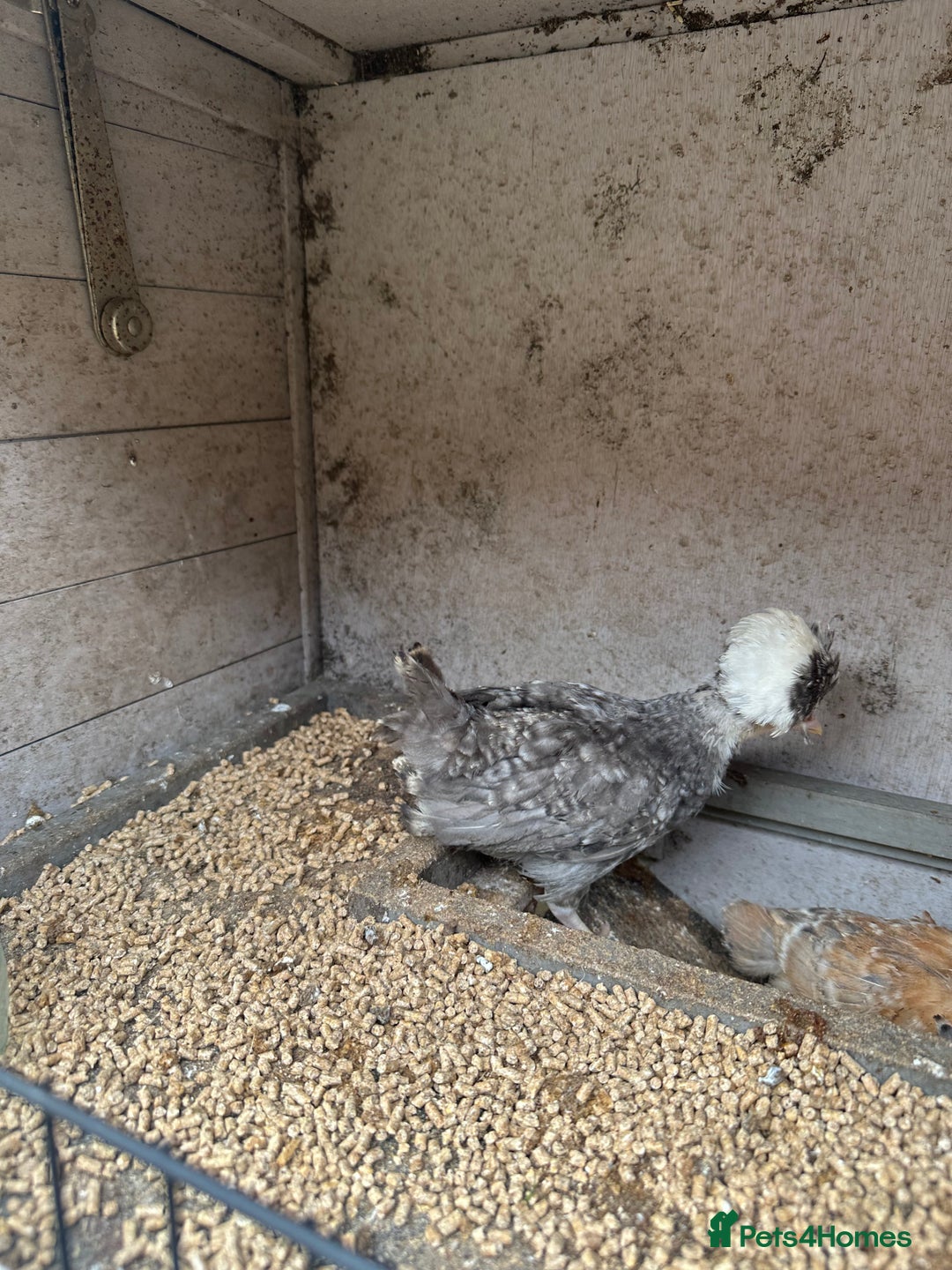 Chickens poultry for sale: Polish chicks Unsexed chicken bantam - Image 5