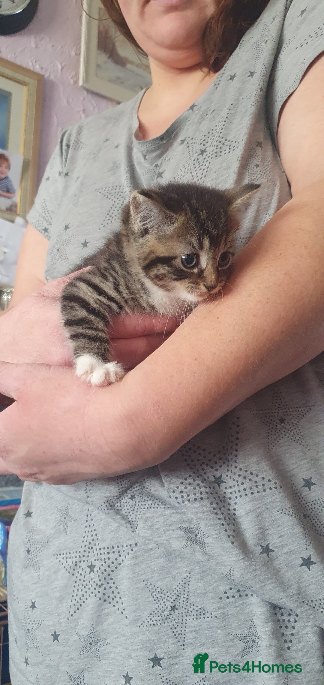 Mixed Breed cats for sale: Mixed breed kittens for sale  - Image 2