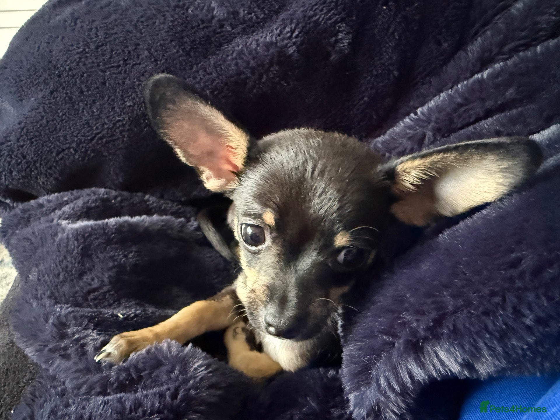 Mixed Breed dogs 💙💙❤️ CHIHUAHUA & POODLE PUPPIES  - Advert 2