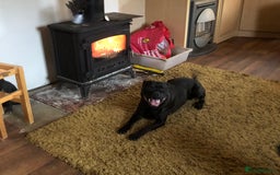 Staffordshire Bull Terrier dogs for sale: Six stunning Staffordshire bull terrier pups  - Image 10