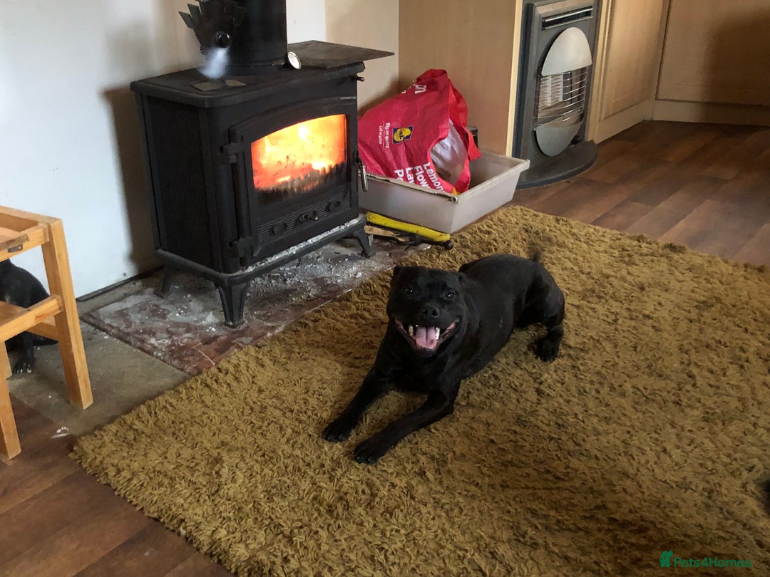 Staffordshire Bull Terrier dogs for sale: Six stunning Staffordshire bull terrier pups  - Image 10