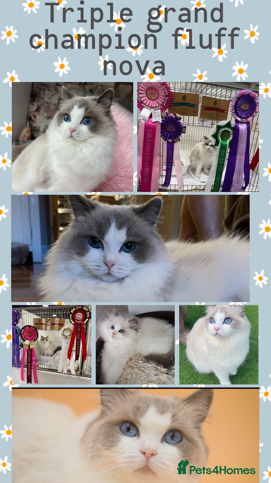 Ragdoll cats 🏆Gccf stunning ragdoll kittens (GRCH PARENTS 🥇) - Advert 2