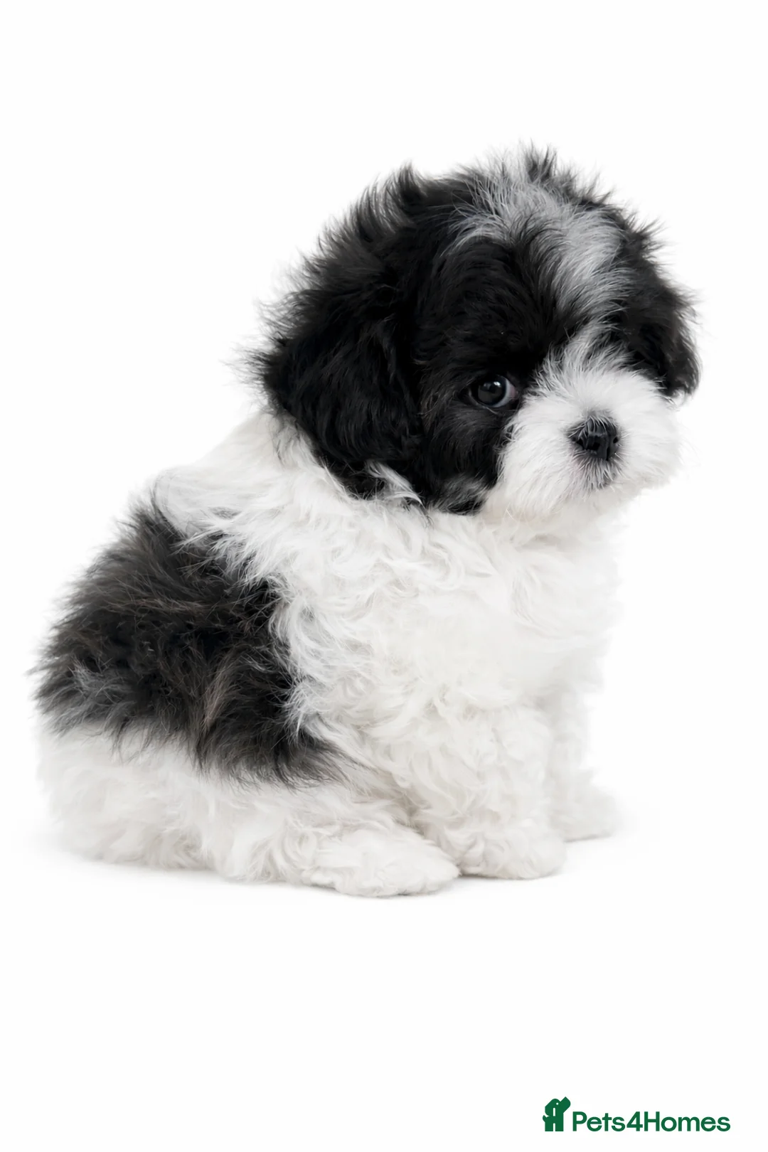 Maltipoo dogs for sale: Rare True Asian Teddy-Bear Maltipoo Puppies  - Advert 6