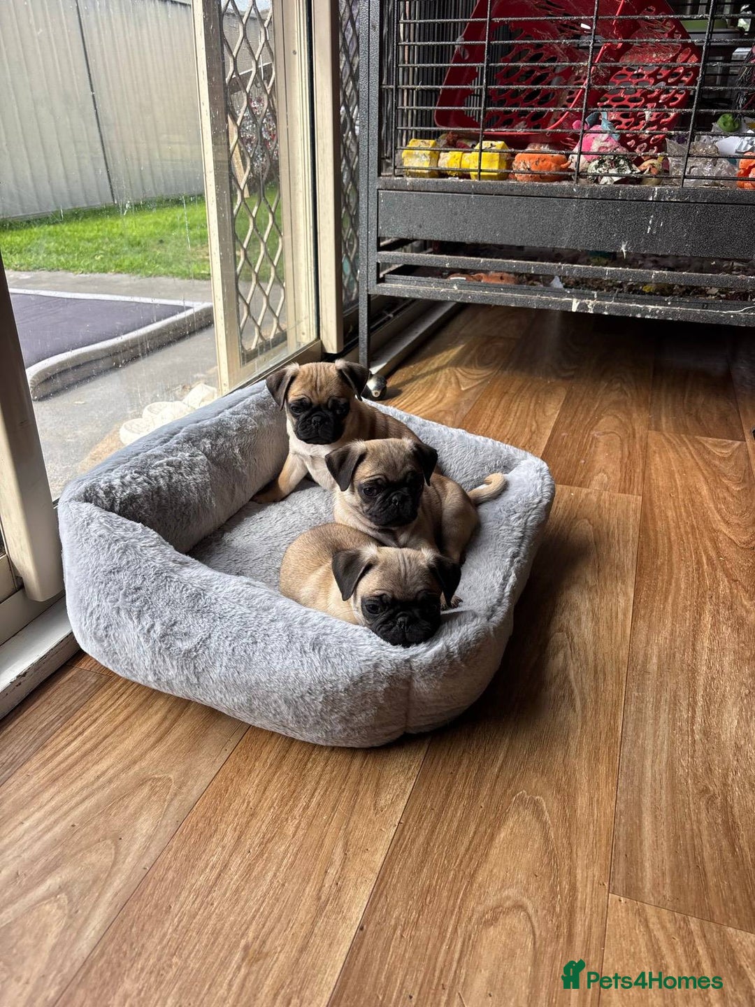 Pug dogs for sale: pugs, 3 fawn left - Image 3