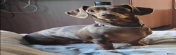 Miniature Dachshund dogs for sale: Miniature Dachshund puppies  - Advert 1