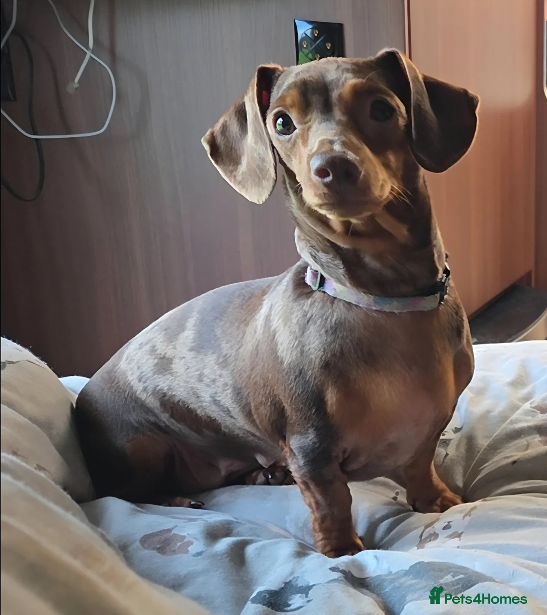 Miniature Dachshund dogs for sale: Miniature Dachshund puppies  - Advert 1