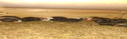 Guinea Pig rodents for sale: Guniea pigs males and females - Advert 4