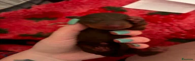 Miniature Dachshund Puppy 4