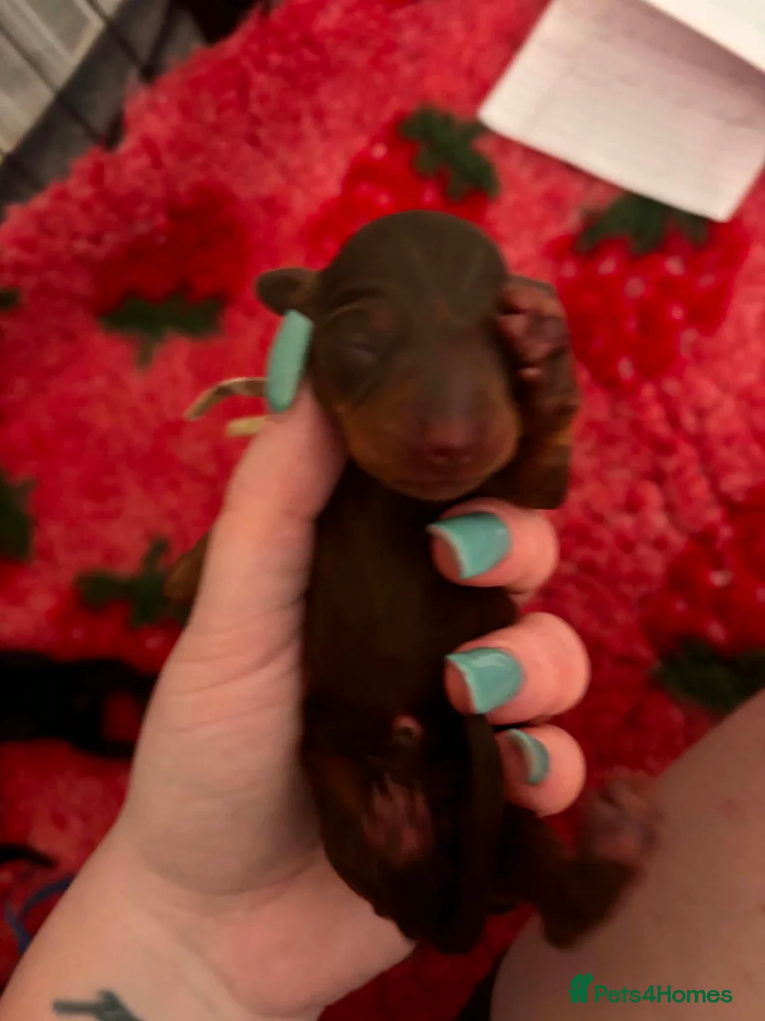 Miniature Dachshund dogs for sale: Miniature dachshund puppies  in Plymouth - Advert 2