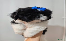 Shih Tzu dogs for sale: Shih Tzu puppies 1 boy available Redy Now!!! - Image 1