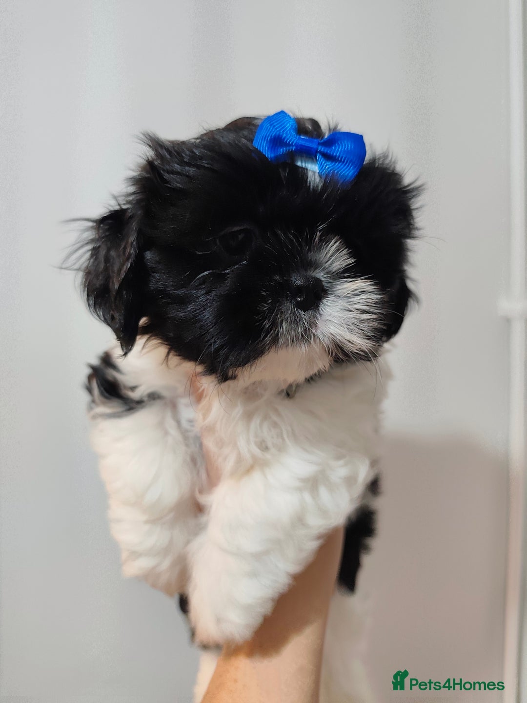 Shih Tzu dogs for sale: Shih Tzu puppies 1 boy available Redy Now!!! - Image 1