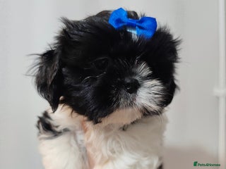 Shih Tzu dogs for sale - Advert 1