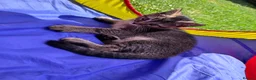 British Shorthair cats for sale: British shorthair kittens  - Advert 6