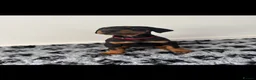 Dobermann dogs for sale: REDUCED TO £1200 1 boy left! 9 Doberman Puppies - Advert 13