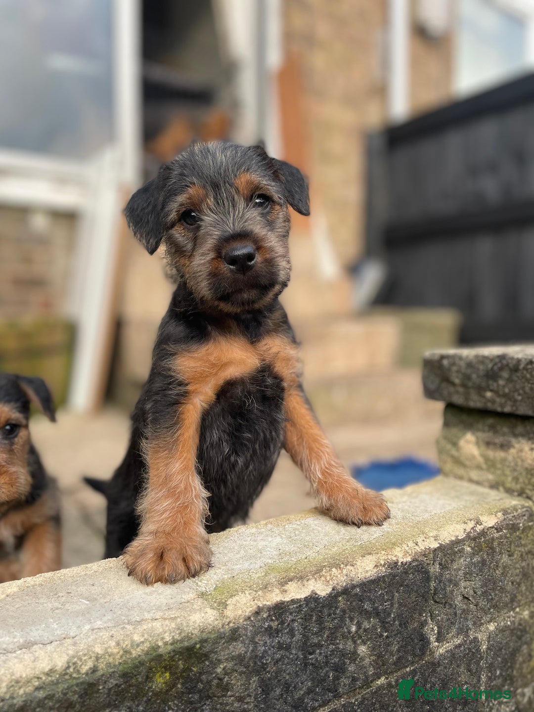 Terrier Cross Lakeland Terrier In Not Puppies Lakeland Terrier For