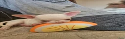 Chihuahua dogs for sale: 5 beautiful chihuahuas in Maidstone - Advert 14