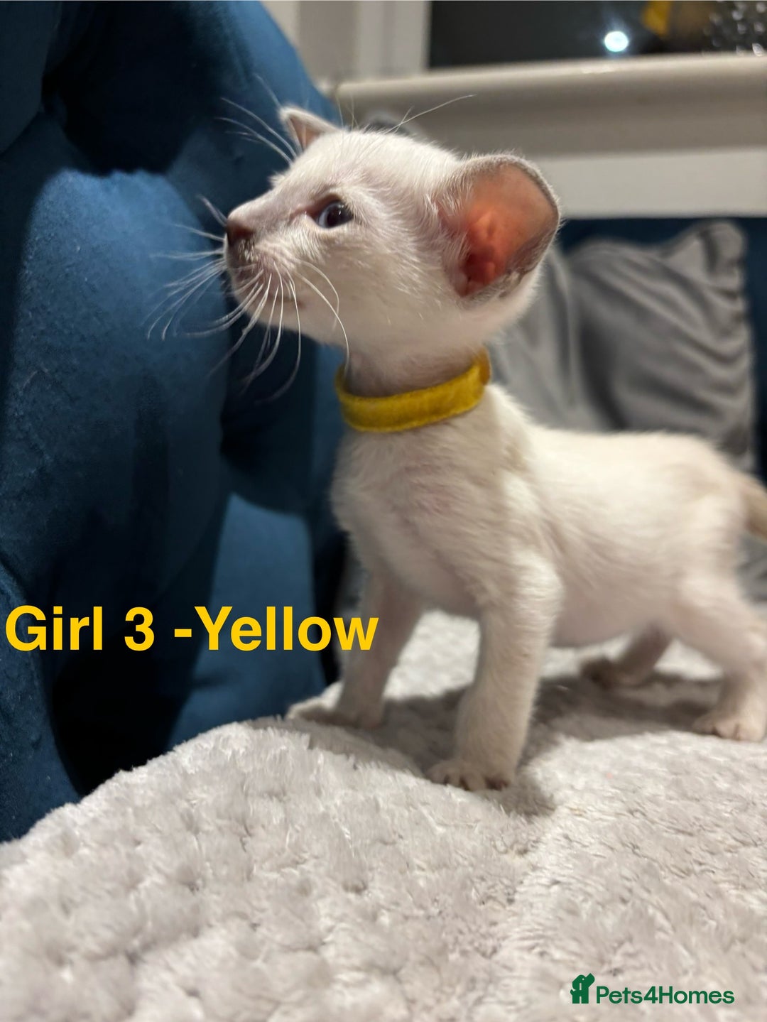 Siamese cats for sale: ✨Gorgeous GCCF registered kittens✨ - Image 14