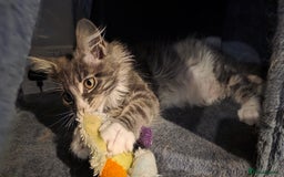 Maine Coon cats for sale: Last girl Tica Beautiful Maine Coon kittens  - Image 36