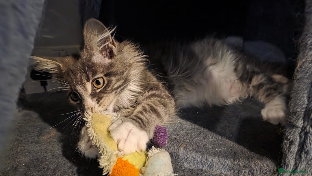 Maine Coon cats for sale: Last girl Tica Beautiful Maine Coon kittens  - Image 36