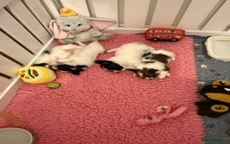 Papillon dogs for sale: Beautiful KC registered papillon puppies for sale - Image 6