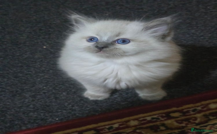 Ragdoll cats - Advert 9