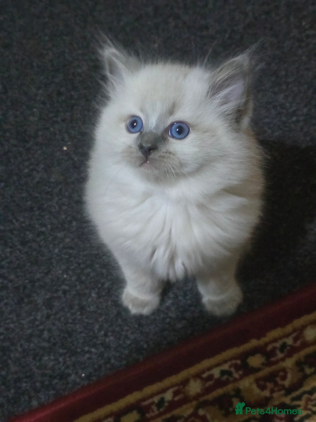 Ragdoll cats for sale: Ragdoll x Persian - Image 1