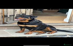 Rottweiler dogs for sale: Rottweiler pups KC Registered + Champ Bloodlines - Image 4