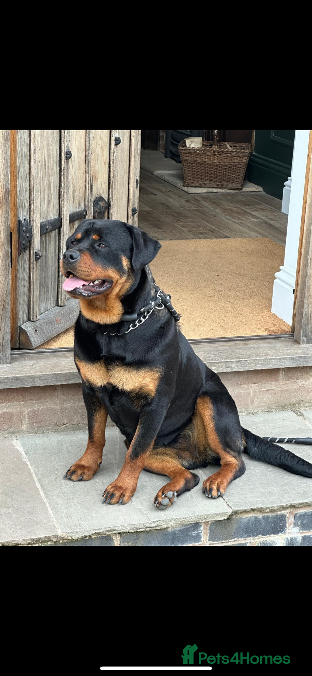 Rottweiler dogs for sale: Rottweiler pups KC Registered + Champ Bloodlines - Image 4