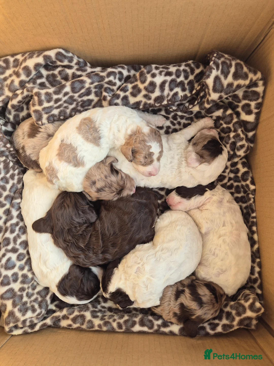 Cockapoo dogs for sale: Stunning F2B cockapoos - Advert 14