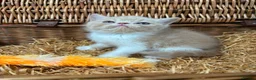 Exotic cats for sale: Chunky exotic female kitten - Advert 5