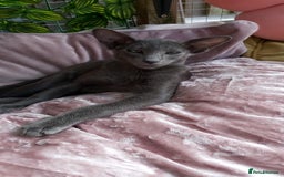 Oriental cats for sale: Full Pedigree Oriental 1 Kitten XL size ears GCCF - Image 17